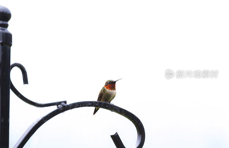 红宝石喉蜂鸟(Archilochus colubris)与复制空间